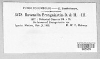 Ravenelia brongniartiae image